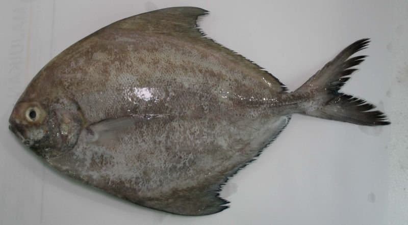 Frozen Chinese Pomfret